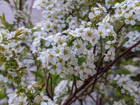 Spiraea cin.  ' Grefsheim'