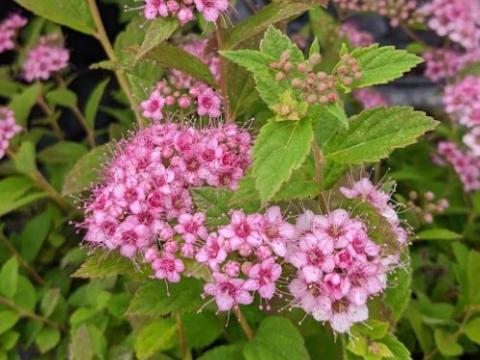 Spiraea japonica  'Little Princess'