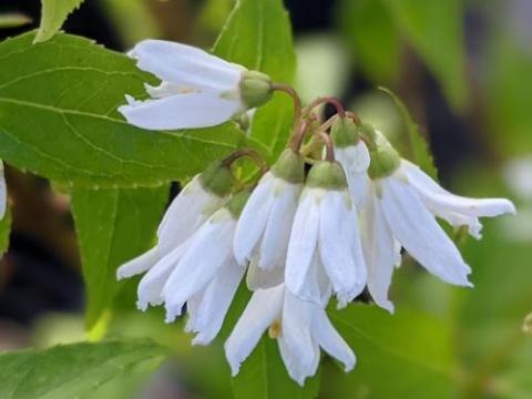 Spiraea nipponica 'Snowmound'