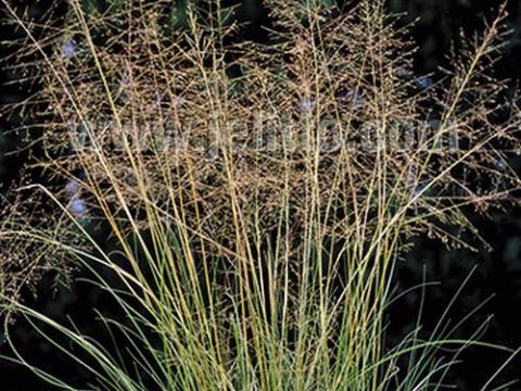 Sporobolus  airoides