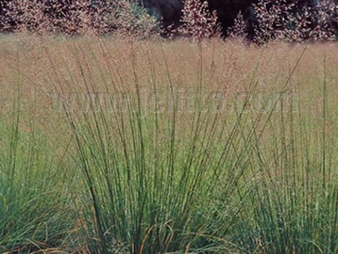 Sporobolus heterolepsis