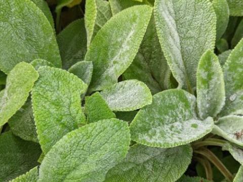 Stachys byzantina 'Cotton Boll'
