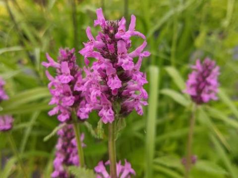 Stachys monieri