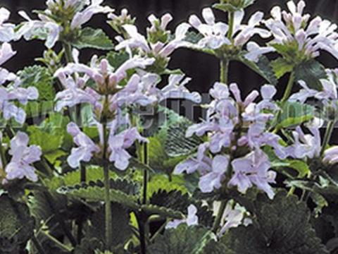 Stachys macrantha 'Morning Blush'