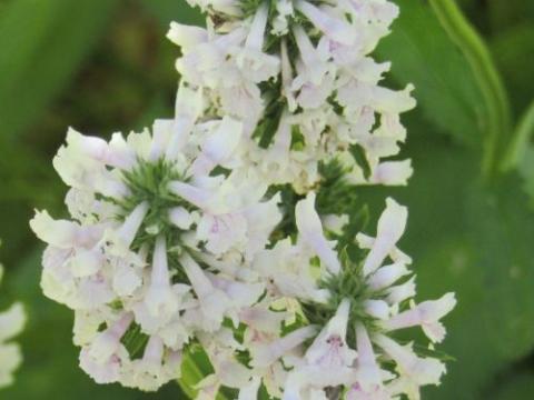 Stachys discolor  (nivea)