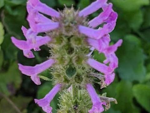 Stachys officinalis