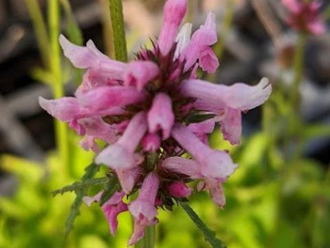 Stachys officinalis 'Pink Cotton Candy'