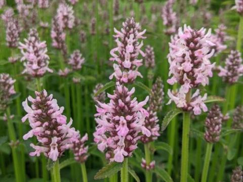Stachys officinalis 'Pinky'