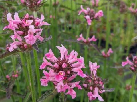 Stachys officinalis 'Saharan Pink'