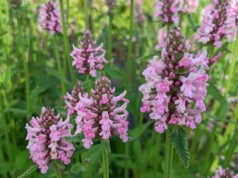 Stachys orientalis