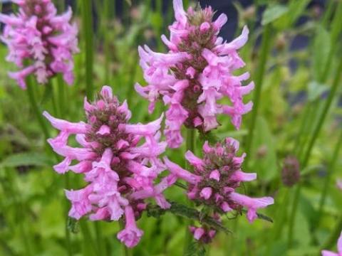 Stachys 'Summer Crush' PBR