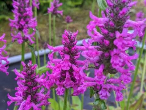 Stachys 'Summer Romance' PBR