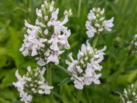 Stachys 'Summer Snowcone'