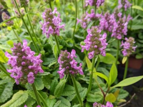 Stachys officinalis 'Ukkie'