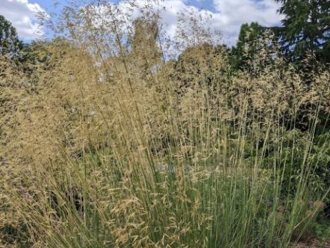 Stipa gigantea