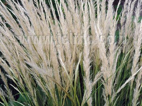 Stipa ichu