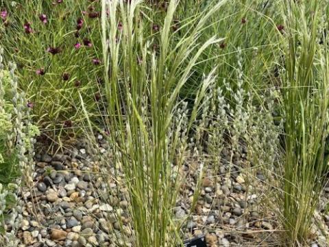 Stipa pseudoichu