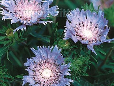 Stokesia laevis