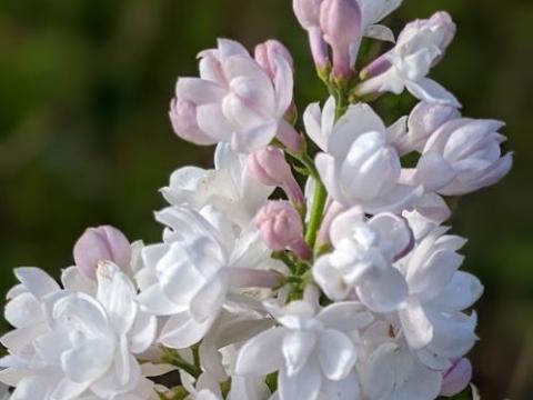Syringa vulgaris 'Beauty of Moskow'