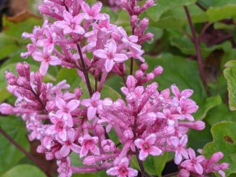 Syringa meyeri 'Flowerfesta ® Pink'