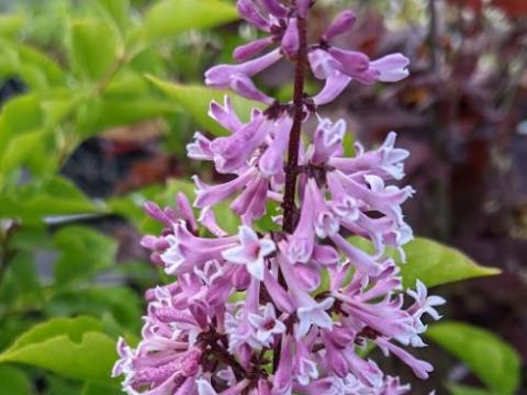 Syringa pat. 'Miss Kim'