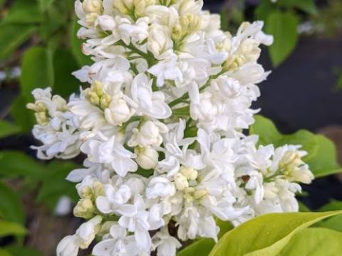 Syringa vulgaris 'Mme Lemoine'
