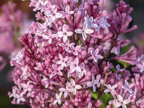 Syringa meyeri 'Palibin'
