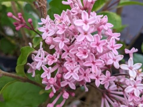 Syringa bloom. 'Pink Perfume'