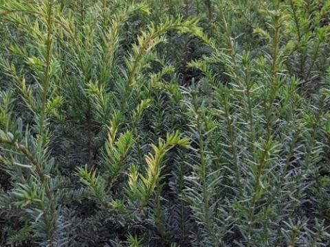 Taxus baccata