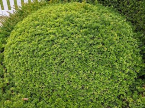 Taxus baccata bol
