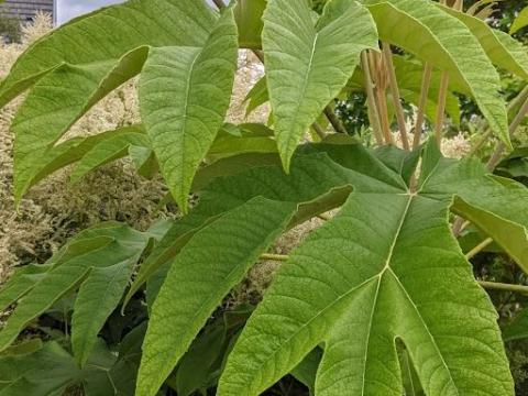 Tetrapanax papyriver 'Rex'