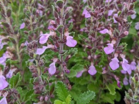 Teucrium chamaedrys 