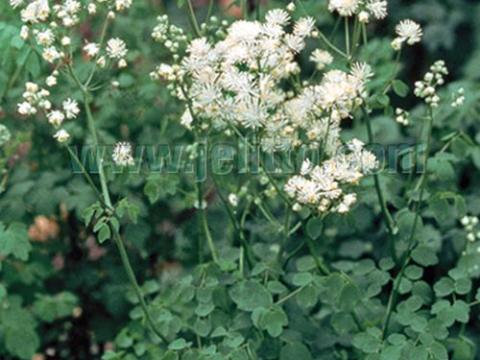 Thalictrum aquilegifolium 'Album'
