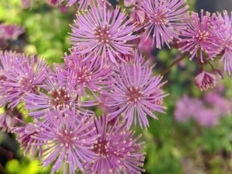 Thalictrum aquilegifolium
