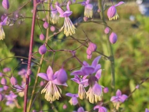 Thalictrum delavayi