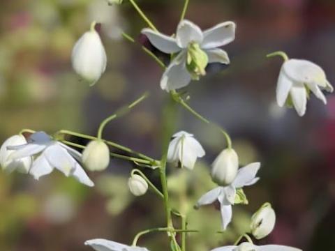 Thalictrum delavayi 'Abum'