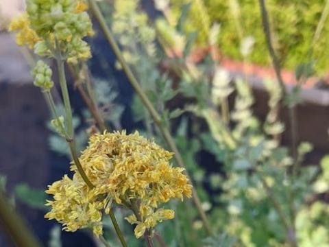 Thalictrum flavum ssp. glaucum