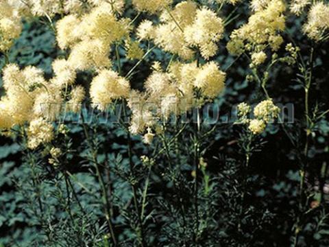 Thalictrum lucidum