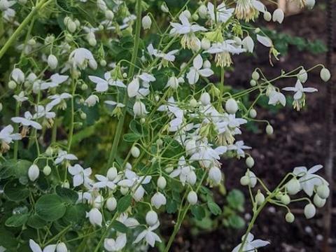 Thalictrum delavayi SPLENDIDE WHITE  ®