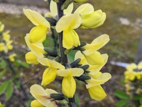 Thermopsis lanceolata