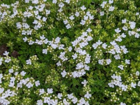 Thymus praecox 'Albiflorus'