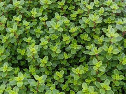 Thymus citriodorus 'Aureus' citroentijm