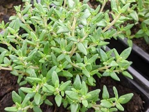 Thymus vulgaris 'Compactus'    tijm