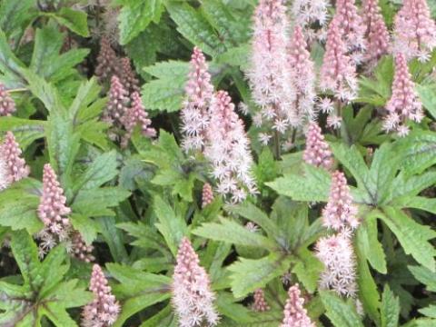 Tiarella 'Pink Skyrocket' PBR