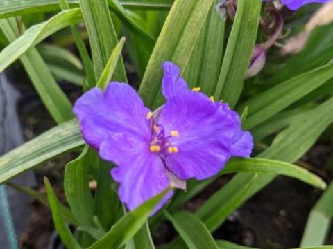 Tradescantia Anders. 'Blue Stone'
