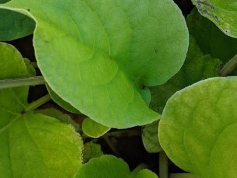 Trachystemon orientalis