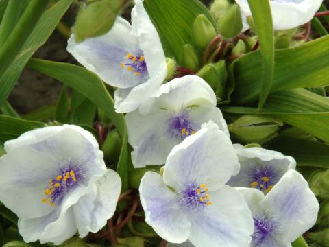 Tradescantia Anders. 'Osprey'