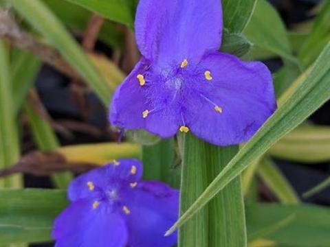Tradescantia Anders. 'Zwanenburg Blue'