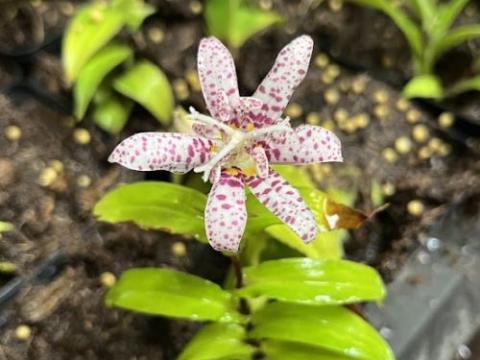 Tricyrtis hirta 'Miyazaki'