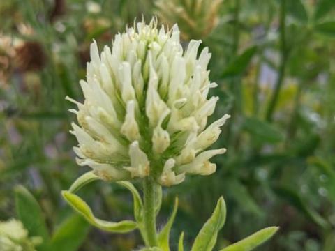 Trifolium ochroleucum